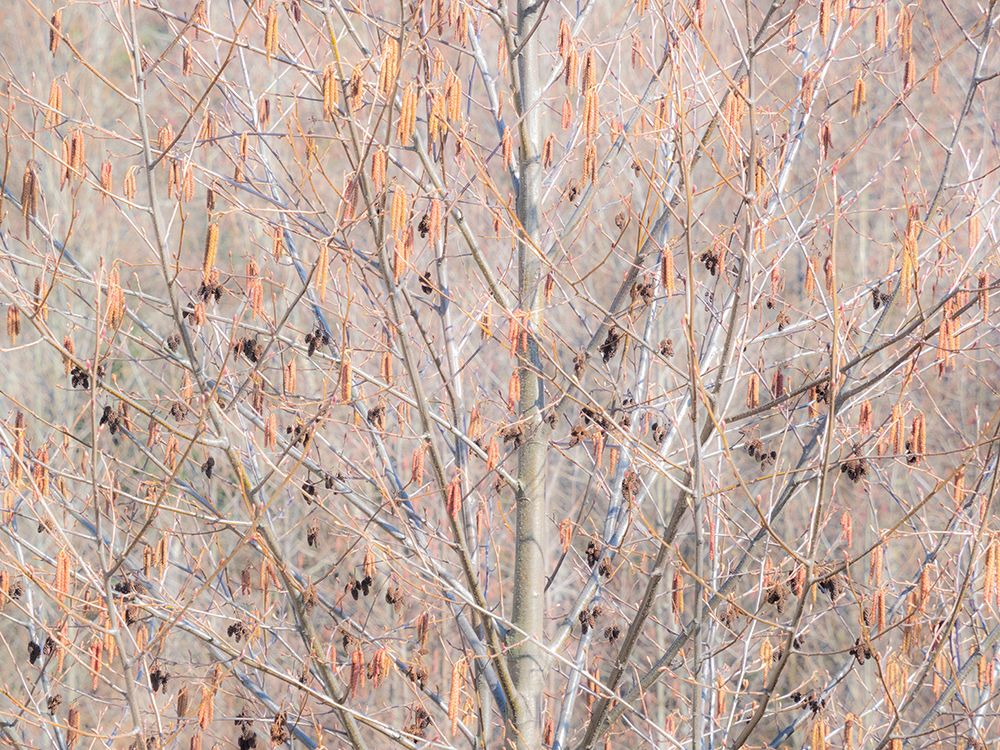 USA-Washington State-Carnation-Pacific Northwest early spring Alder Trees